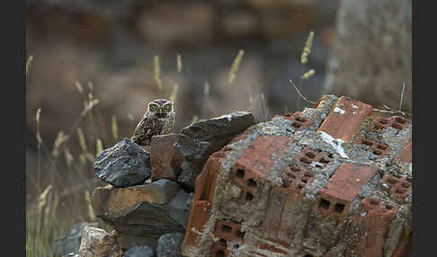 Steinkauz (Athene noctua)