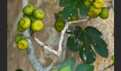 Echte Feige (Ficus carica)