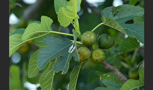 Echte Feige (Ficus carica)