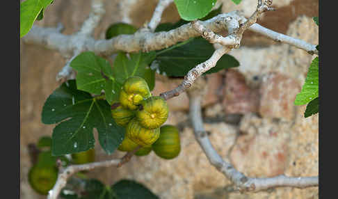 Echte Feige (Ficus carica)