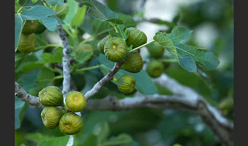 Echte Feige (Ficus carica)