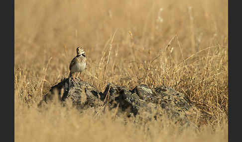 Kalanderlerche (Melanocorypha calandra)