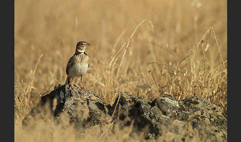 Kalanderlerche (Melanocorypha calandra)