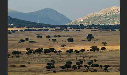 Steineiche (Quercus ilex)