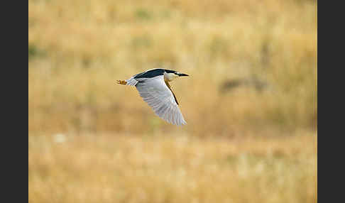 Nachtreiher (Nycticorax nycticorax)