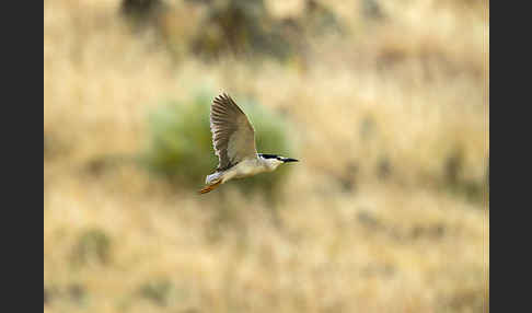 Nachtreiher (Nycticorax nycticorax)