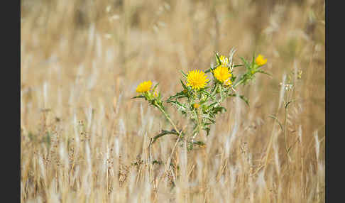 Spanische Golddistel (Scolymus hispanicus)