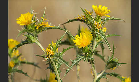 Spanische Golddistel (Scolymus hispanicus)