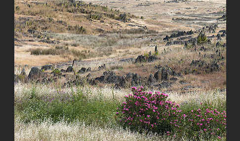 Oleander (Nerium oleander)