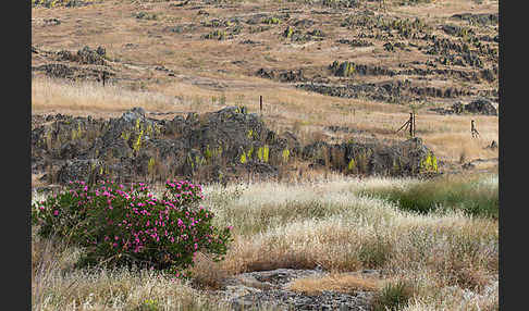 Oleander (Nerium oleander)