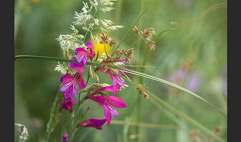 Illyrische Siegwurz (Gladiolus illyricus)