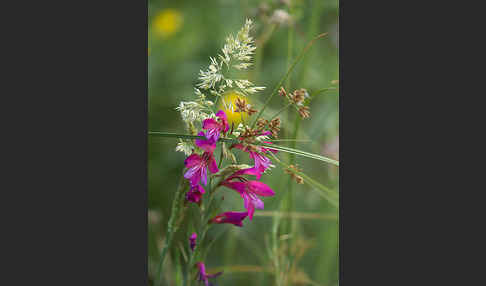 Illyrische Siegwurz (Gladiolus illyricus)