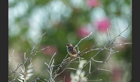 Cistensänger (Cisticola juncidis)