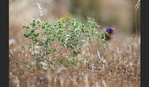 Feld-Mannstreu (Eryngium campestre)