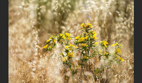 Spanische Golddistel (Scolymus hispanicus)