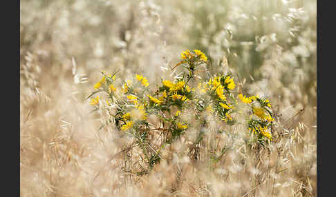 Spanische Golddistel (Scolymus hispanicus)