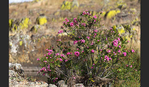 Oleander (Nerium oleander)