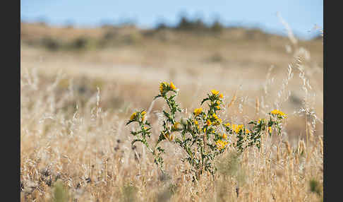 Spanische Golddistel (Scolymus hispanicus)