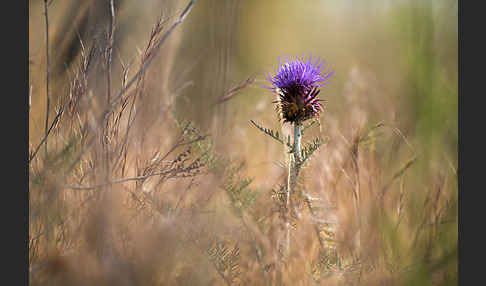 Spanische Artischocke (Cynara cardunculus)