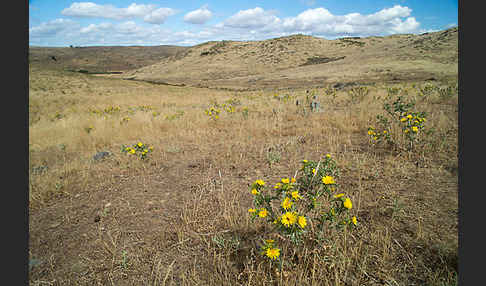 Spanische Golddistel (Scolymus hispanicus)