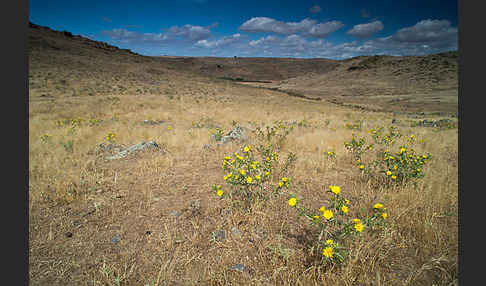 Spanische Golddistel (Scolymus hispanicus)