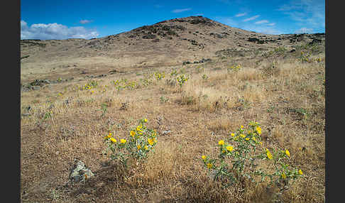 Spanische Golddistel (Scolymus hispanicus)