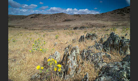 Spanische Golddistel (Scolymus hispanicus)