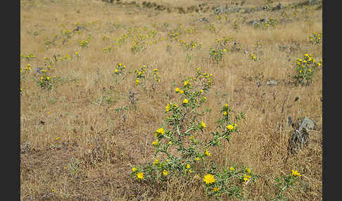 Spanische Golddistel (Scolymus hispanicus)