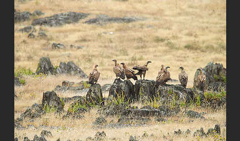 Gänsegeier (Gyps fulvus)