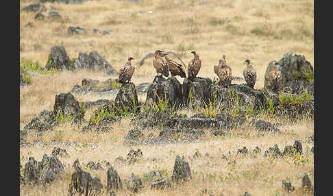 Gänsegeier (Gyps fulvus)