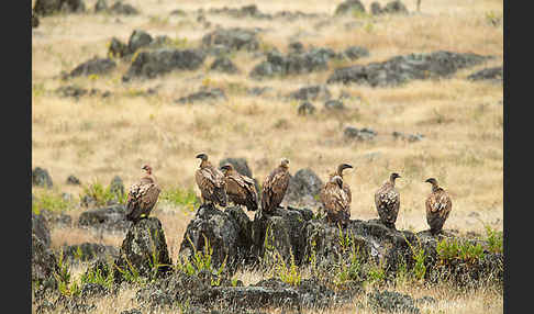 Gänsegeier (Gyps fulvus)