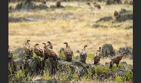 Gänsegeier (Gyps fulvus)