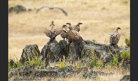 Gänsegeier (Gyps fulvus)