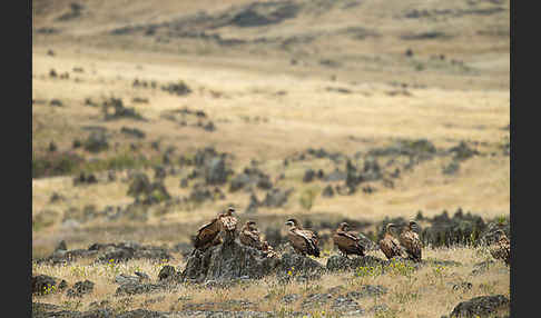 Gänsegeier (Gyps fulvus)