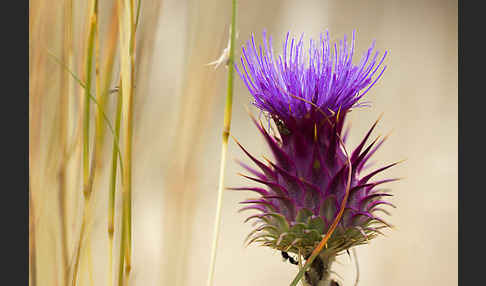 Spanische Artischocke (Cynara cardunculus)