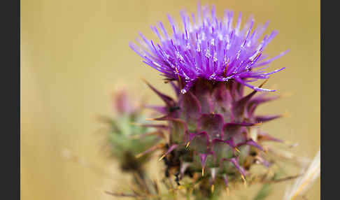 Spanische Artischocke (Cynara cardunculus)