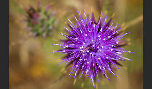 Spanische Artischocke (Cynara cardunculus)