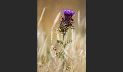 Spanische Artischocke (Cynara cardunculus)