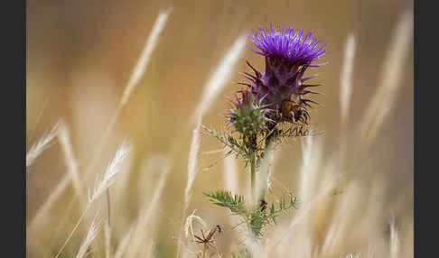 Spanische Artischocke (Cynara cardunculus)