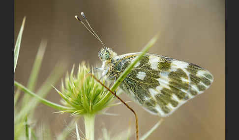 Resedaweißling (Pontia daplidice)