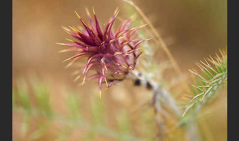 Spanische Artischocke (Cynara cardunculus)