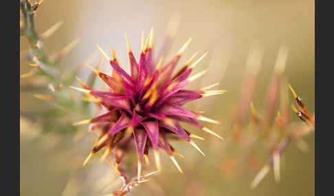 Spanische Artischocke (Cynara cardunculus)