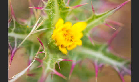 Spanische Golddistel (Scolymus hispanicus)