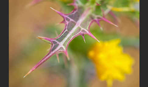 Spanische Golddistel (Scolymus hispanicus)