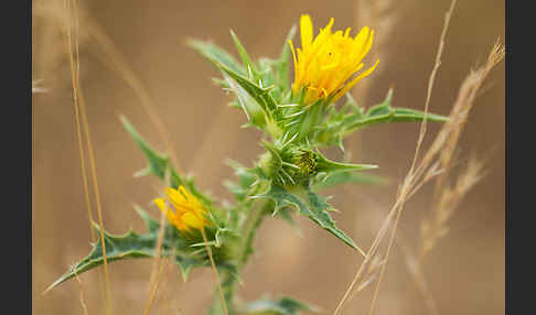 Spanische Golddistel (Scolymus hispanicus)