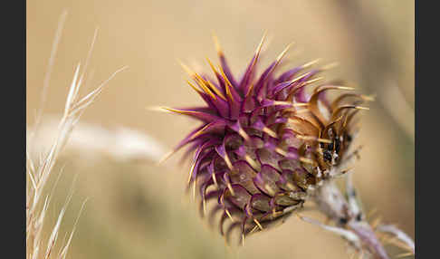 Spanische Artischocke (Cynara cardunculus)