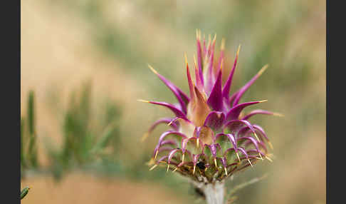 Spanische Artischocke (Cynara cardunculus)