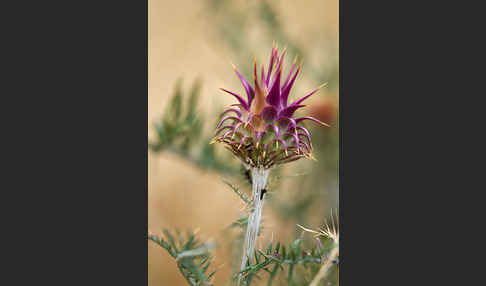 Spanische Artischocke (Cynara cardunculus)