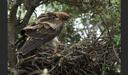 Zwergadler (Aquila pennata)