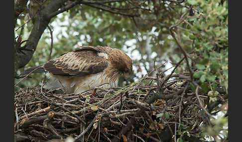 Zwergadler (Aquila pennata)